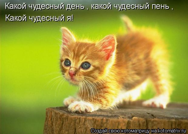 Какой чудесный день , какой чудесный пень , Какой чудесный я!... Котоматрица: Какой чудесный день , какой чудесный пень , Какой чудесный я!