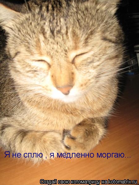 Я не сплю , я медленно моргаю...... Котоматрица: Я не сплю , я медленно моргаю...