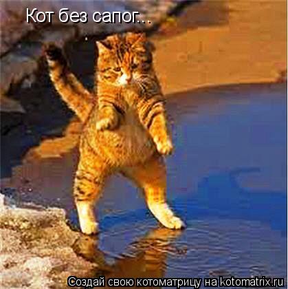 Кот без сапог...... Котоматрица: Кот без сапог...