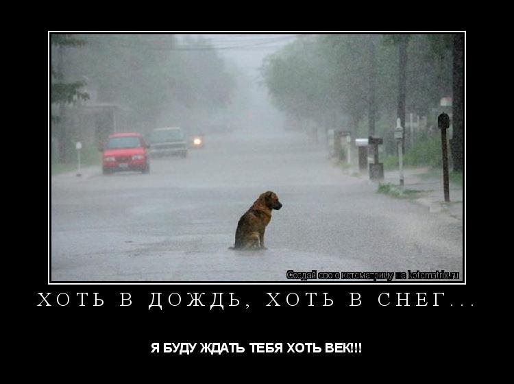Хоть в дождь, хоть в снег... Я БУДУ ЖДАТЬ ТЕБЯ ХОТЬ ВЕК!!!... Котоматрица: Хоть в дождь, хоть в снег... Я БУДУ ЖДАТЬ ТЕБЯ ХОТЬ ВЕК!!!