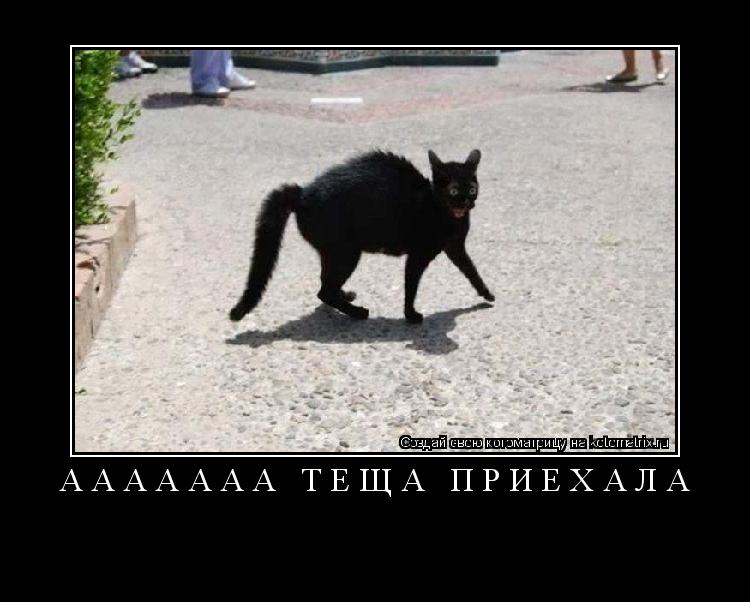 ааааааа тёща приехала ... Котоматрица: ааааааа тёща приехала