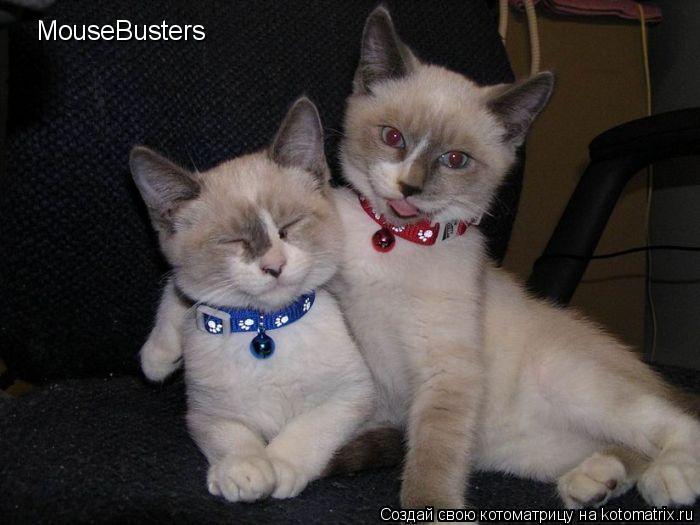 MouseBusters... Котоматрица: MouseBusters