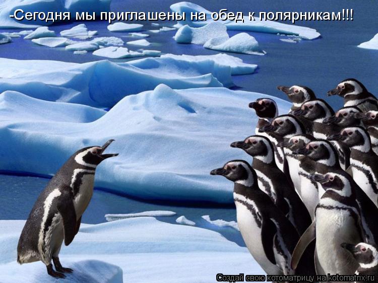 Котоматрица: -Сегодня мы приглашены на обед к полярникам!!!