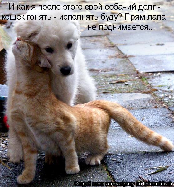 И как я после этого свой собачий долг - кошек гонять - исполнять буду? Прям лапа не поднимается...... Котоматрица: И как я после этого свой собачий долг - кошек гонять - исполнять буду? Прям лапа не поднимается...