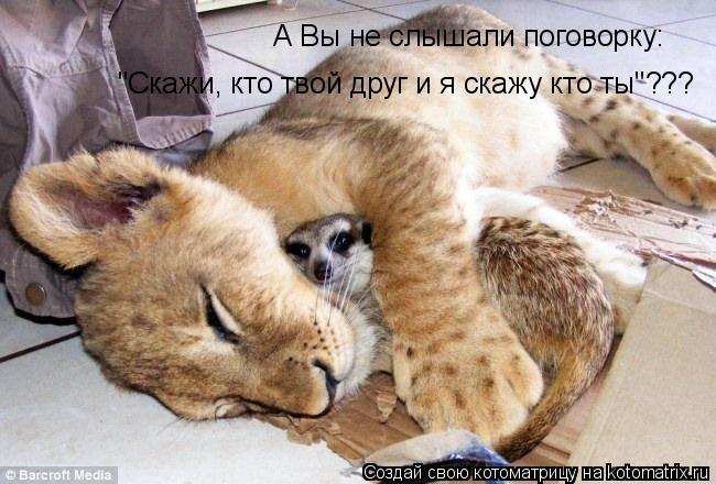 А Вы не слышали поговорку: "Скажи, кто твой друг и я скажу кто ты"???... Котоматрица: А Вы не слышали поговорку: "Скажи, кто твой друг и я скажу кто ты"???