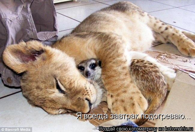Я всегда завтрак подогреваю...... Котоматрица: Я всегда завтрак подогреваю...