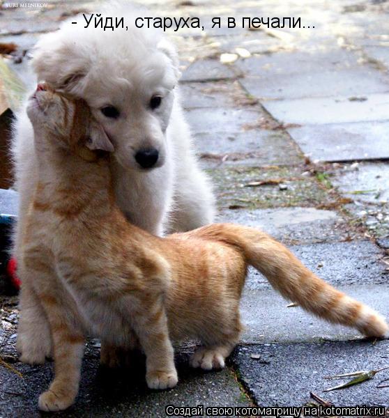 Котоматрица: - Уйди, старуха, я в печали...