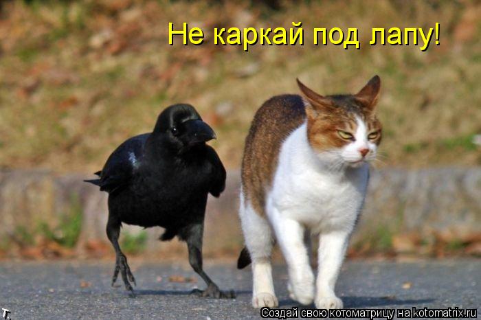 Не каркай под лапу!... Котоматрица: Не каркай под лапу!