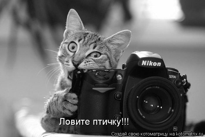 Котоматрица: Ловите птичку!!!