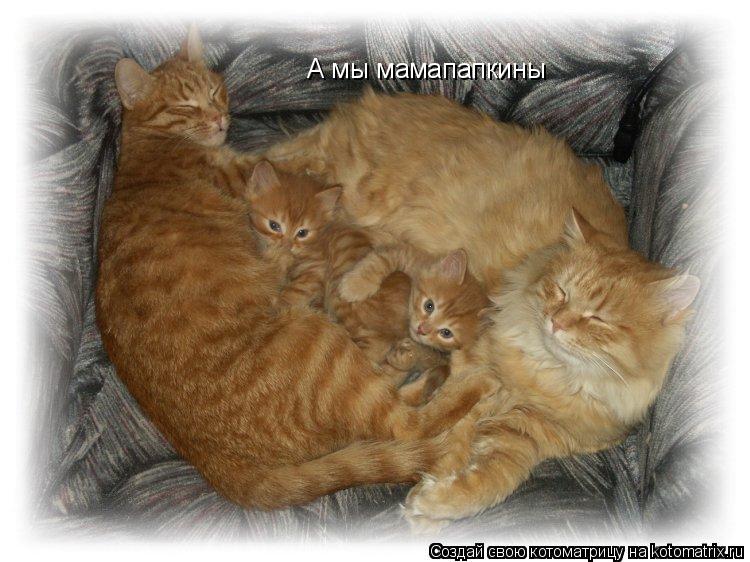 Котоматрица: А мы мамапапкины
