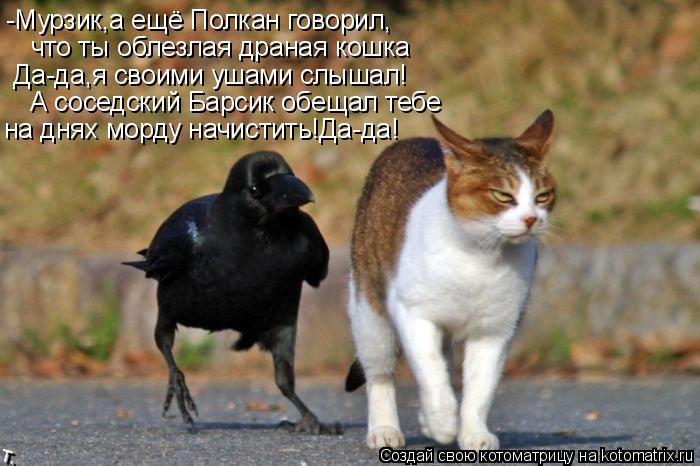 -Мурзик,а ещё Полкан говорил, что ты облезлая драная кошка Да-да,я своими ушами слышал! А соседский ... Котоматрица: -Мурзик,а ещё Полкан говорил, что ты облезлая драная кошка Да-да,я своими ушами слышал! А соседский Барсик обещал тебе на днях морду начисти