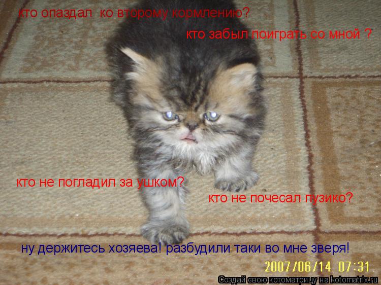 Котоматрица: кто забыл поиграть со мной ? кто не почесал пузико? ну держитесь хозяева! разбудили таки во мне зверя! кто не погладил за ушком? кто опаздал  к