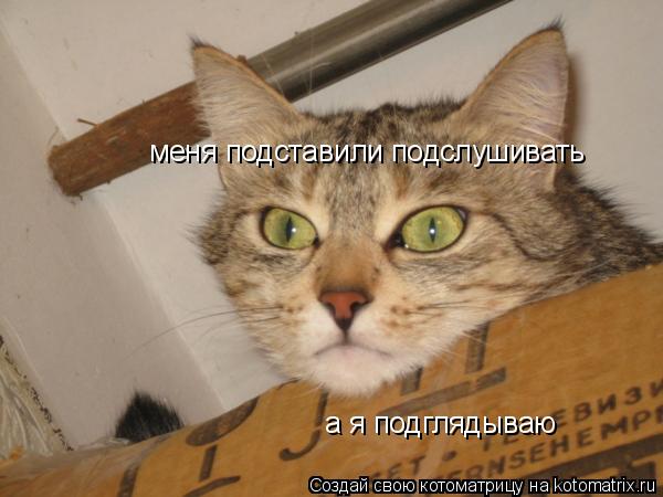 Котоматрица: меня подставили подслушивать а я подглядываю меня подставили подслушивать  а я подглядываю