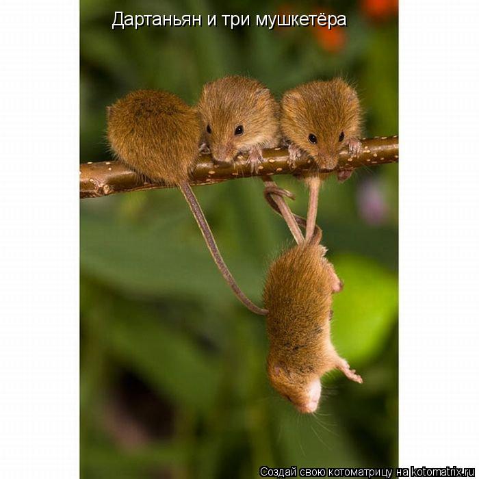 Дартаньян и три мушкетёра... Котоматрица: Дартаньян и три мушкетёра