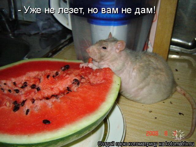 Котоматрица: - Уже не лезет, но вам не дам!