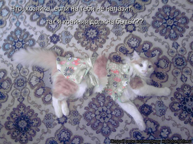 Котоматрица: Что, хозяйка, если на тебя не налазит, так я крайняя должна быть???