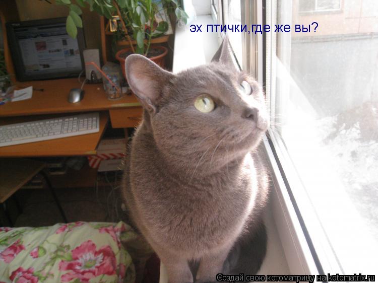 эх птички,где же вы?... Котоматрица: эх птички,где же вы?