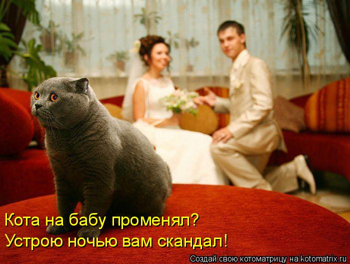 Устрою ночью вам скандал! Кота на бабу променял?... Котоматрица: Устрою ночью вам скандал! Кота на бабу променял?