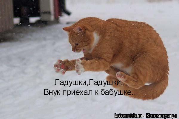 Ладушки,Ладушки... Внук приехал к бабушке...... Котоматрица: Ладушки,Ладушки... Внук приехал к бабушке...