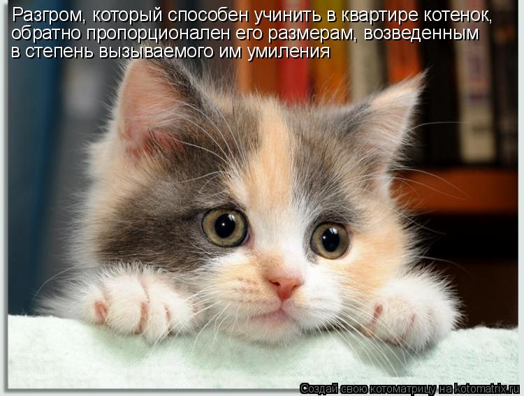 Котоматрица: Разгром, который способен учинить в квартире котенок, обратно пропорционален его размерам, возведенным в степень вызываемого им умиления