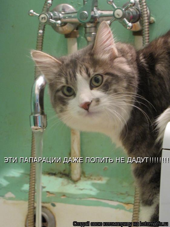 ЭТИ ПАПАРАЦИИ ДАЖЕ ПОПИТЬ НЕ ДАДУТ!!!!!!!!!!!!!!!!... Котоматрица: ЭТИ ПАПАРАЦИИ ДАЖЕ ПОПИТЬ НЕ ДАДУТ!!!!!!!!!!!!!!!!