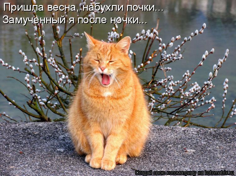 Пришла весна, набухли почки... Замученный я после ночки...... Котоматрица: Пришла весна, набухли почки... Замученный я после ночки...