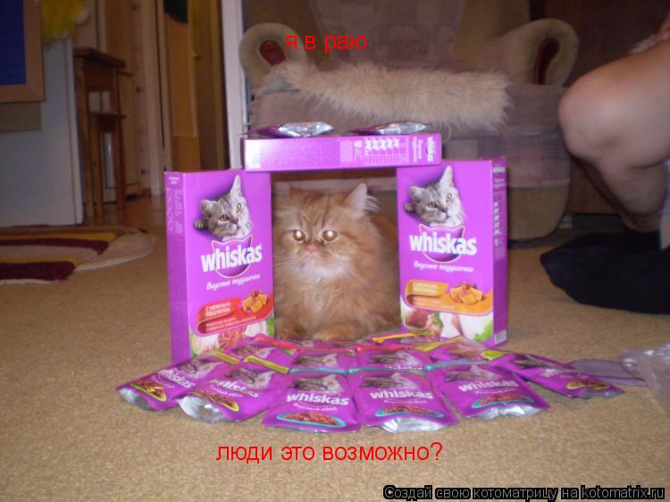 Котоматрица: я в раю люди  люди это возможно?