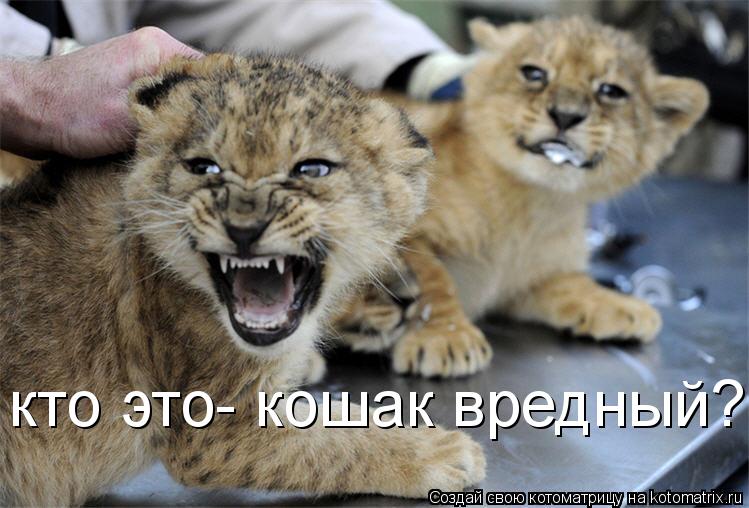 Котоматрица: кто это- кошак вредный?
