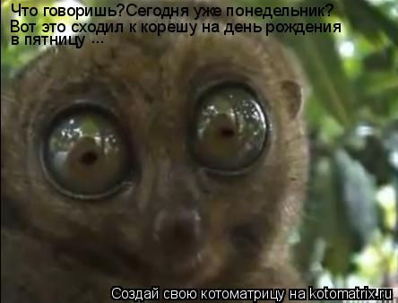 Котоматрица: Что говоришь?Сегодня уже понедельник?   Вот это сходил к корешу на день рождения в пятницу ...