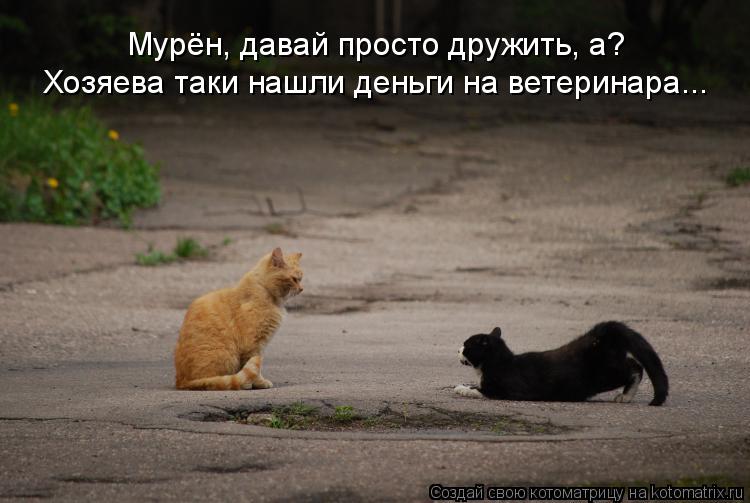 Хозяева таки нашли деньги на ветеринара... Мурён, давай просто дружить, а?... Котоматрица: Хозяева таки нашли деньги на ветеринара... Мурён, давай просто дружить, а?
