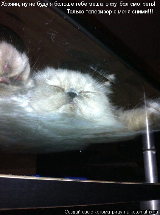 Котоматрица: Хозяин, ну не буду я больше тебе мешать футбол смотреть! Только телевизор с меня сними!!!