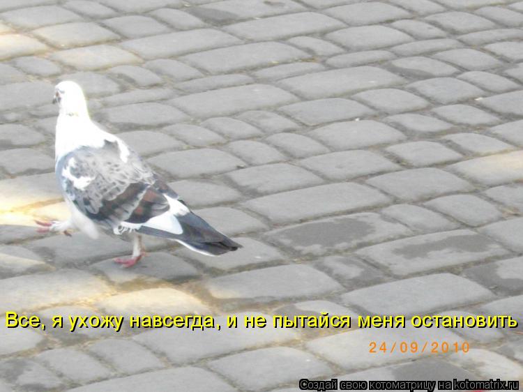 Котоматрица: Все, я ухожу навсегда, и не пытайся меня остановить