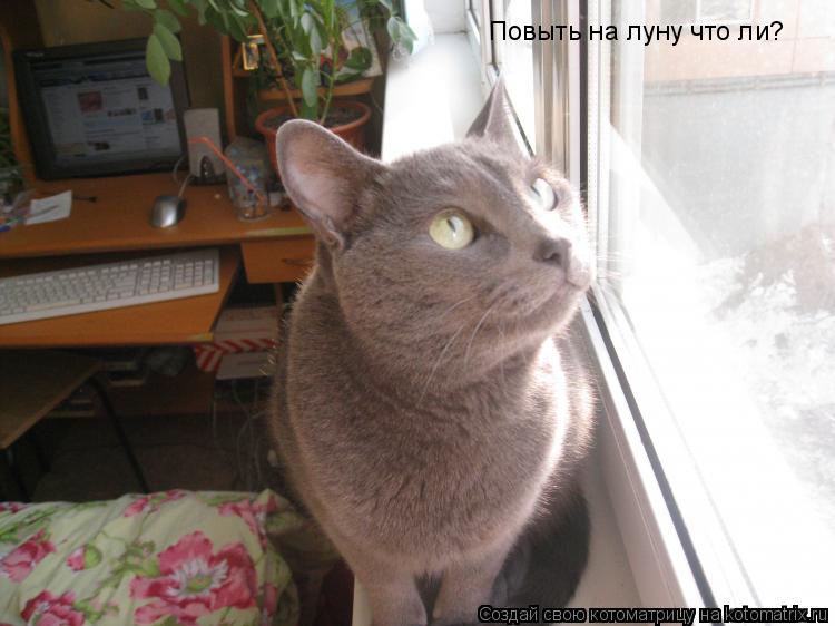 Котоматрица: Повыть на луну что ли?