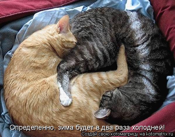 Котоматрица: Определенно, зима будет в два раза холодней!