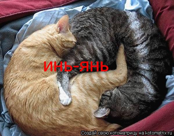 Котоматрица: инь-янь
