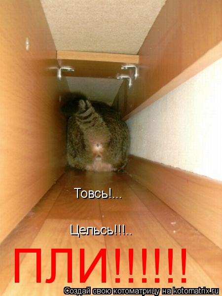 Котоматрица: Товсь!... Цельсь!!!.. ПЛИ!!!!!!