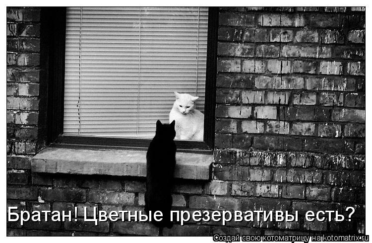 Котоматрица: Братан! Цветные презервативы есть?