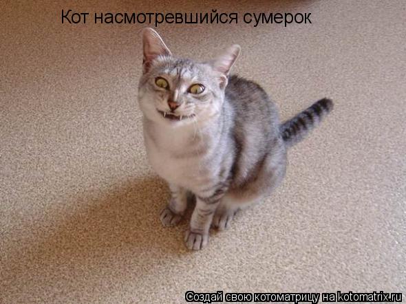 Котоматрица: Кот насмотревшийся сумерок
