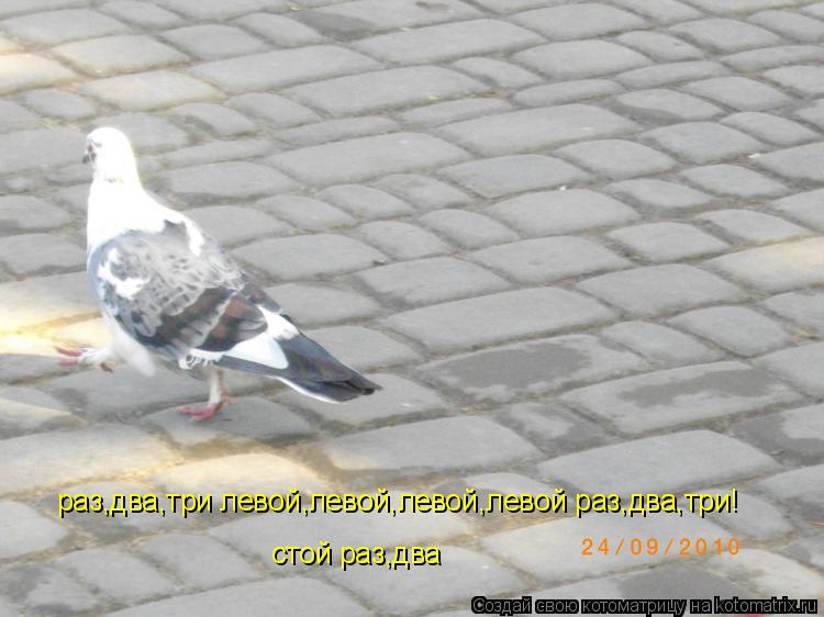Котоматрица: раз,два,три левой,левой,левой,левой раз,два,три! стой раз,два