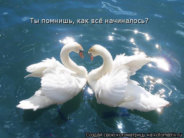 Котоматрица: Ты помнишь, как всё начиналось?