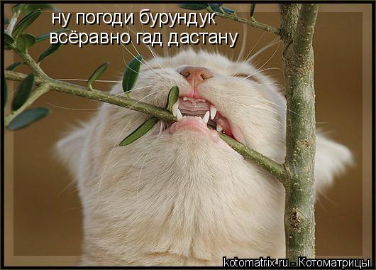 ну погоди бурундук всёравно гад дастану... Котоматрица: ну погоди бурундук всёравно гад дастану