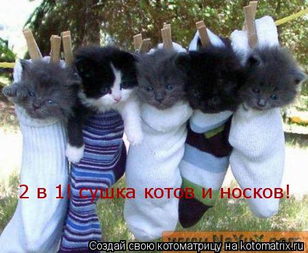 2 в 1! сушка котов и носков!... Котоматрица: 2 в 1! сушка котов и носков!