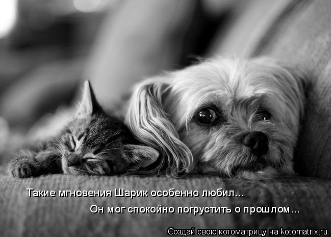Котоматрица: Такие мгновения Шарик особенно любил... Он мог спокойно погрустить о прошлом...