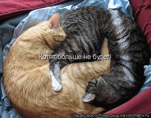 Котят больше не будет!... Котоматрица: Котят больше не будет!