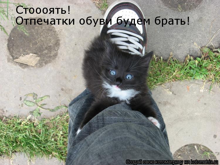 Котоматрица: Стоооять! Отпечатки обуви будем брать!