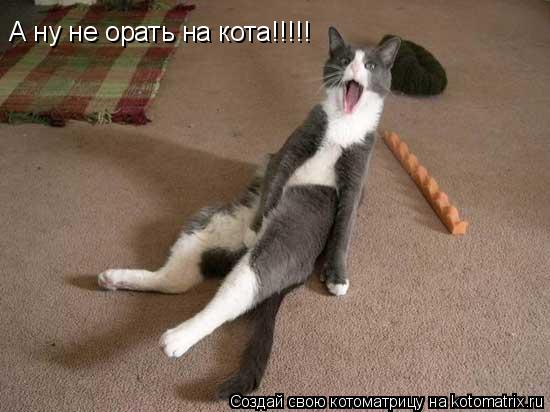 А ну не орать на кота!!!!!... Котоматрица: А ну не орать на кота!!!!!