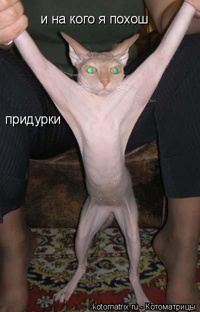 и на кого я похош придурки... Котоматрица: и на кого я похош придурки