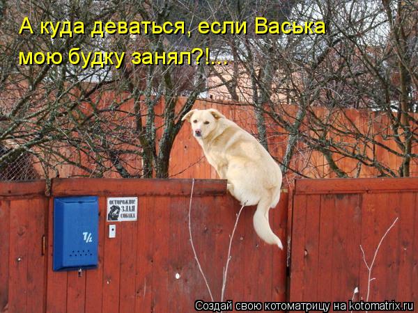 Котоматрица: А куда деваться, если Васька  мою будку занял?!...
