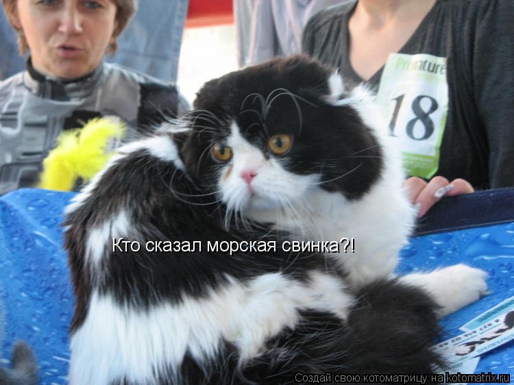 Кто сказал морская свинка?!... Котоматрица: Кто сказал морская свинка?!