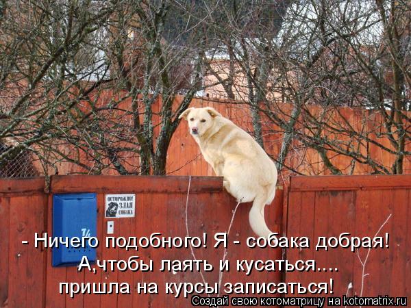 - Ничего подобного! Я - собака добрая! А,чтобы лаять и кусаться.... пришла на курсы записаться!... Котоматрица: - Ничего подобного! Я - собака добрая! А,чтобы лаять и кусаться.... пришла на курсы записаться!